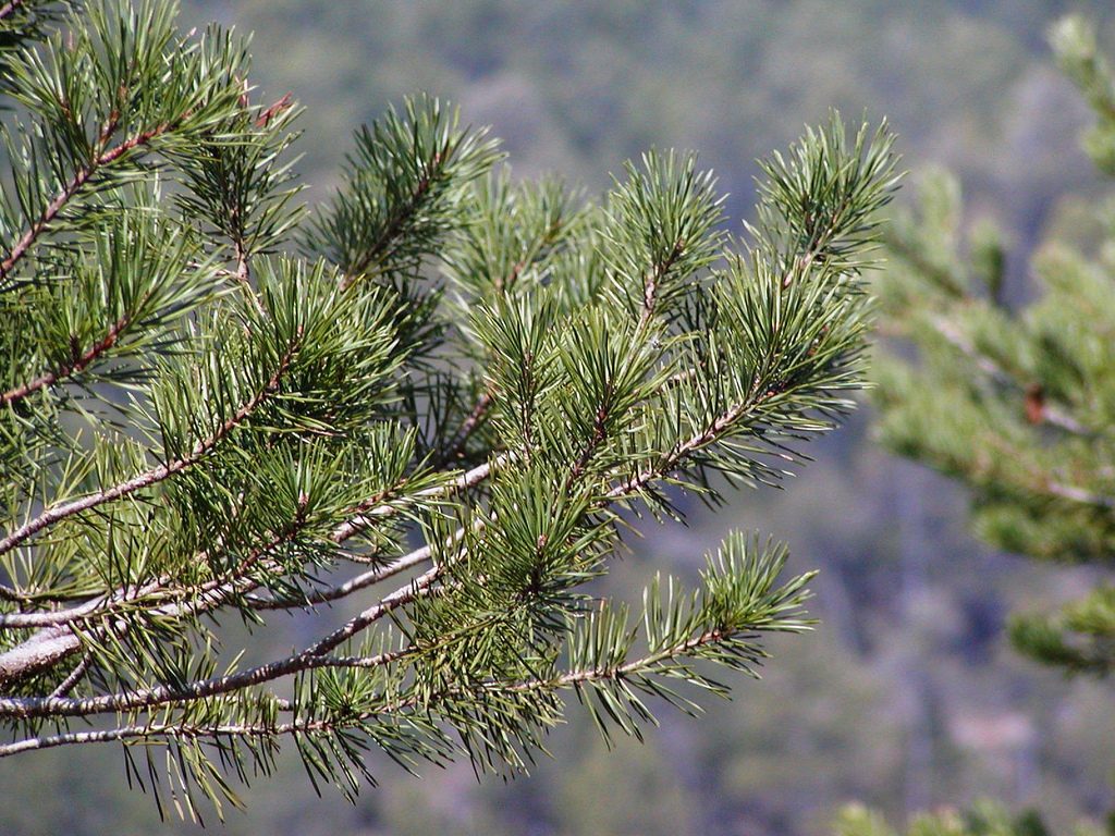 Dof verd (Clariana del Cardener, Solsones). Foto cortesía de Bernat Gascon Cabestany Dof verd (Clariana del Cardener, Solsones). Foto cortesía de Bernat Gascon Cabestany
