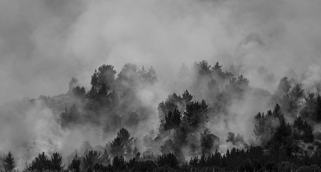 Fuego en el bosque. Foto de Rafael Edwards en Flickr Fuego en el bosque. Foto de Rafael Edwards en Flickr